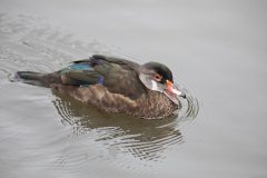 Male Wood Duck (eclipsed plumage). Canon EOS 5D Mark IV with TAMRON SP 150-600mm F/5-6.3 Di VC USD G2 A022, handheld, 1/250 sec., f/5.6, ISO 2000. Neary Lagoon, Santa Cruz, California.