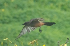 A different Say's Phoebe