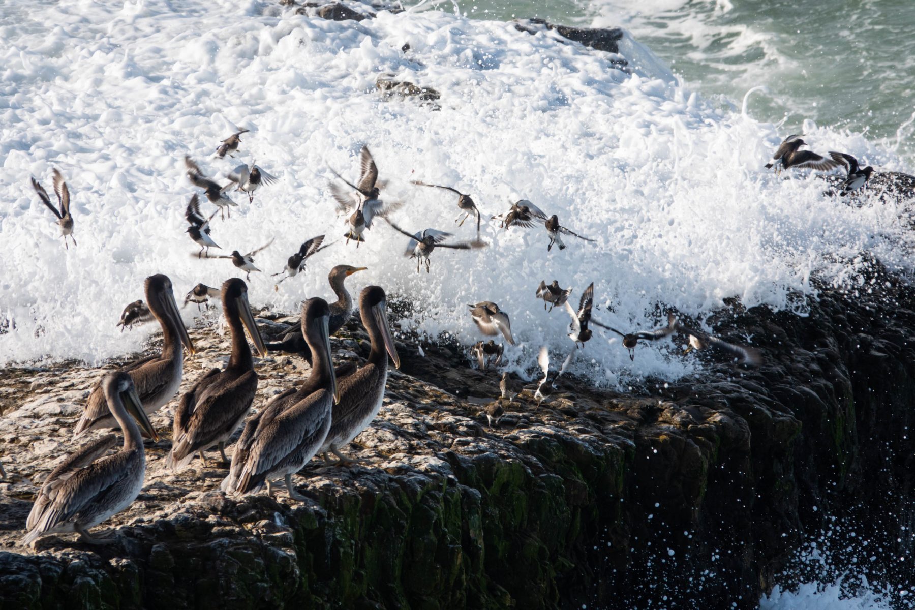 Surfbirds, Black  Turnstones and Brown Pelicans