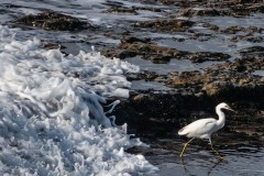 Snowy Egret