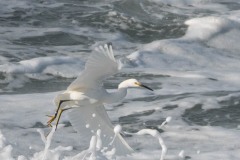 Snowy Egret