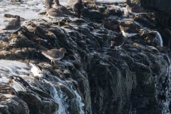 Surfbirds  and  Black  Turnstones