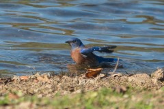 Lake-Del-Valle-Regional-Park-8084