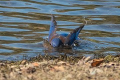 Lake-Del-Valle-Regional-Park-8091