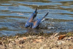 Lake-Del-Valle-Regional-Park-8096