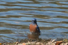 Lake-Del-Valle-Regional-Park-8102