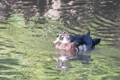 Wood Duck. Canon EOS 5D Mark IV with TAMRON SP 150-600mm F/5-6.3 Di VC USD G2 A022, handheld, 1/640 sec., f/14, ISO 6400. Neary Lagoon, Santa Cruz, California.