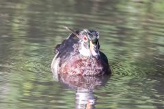 Juvenile Male Wood Duck. Canon EOS 5D Mark IV with TAMRON SP 150-600mm F/5-6.3 Di VC USD G2 A022, handheld, 1/4000 sec., f/7.1, ISO 8000. Neary Lagoon, Santa Cruz, California.