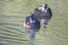 Juvenile Wood Ducks. Canon EOS 5D Mark IV with TAMRON SP 150-600mm F/5-6.3 Di VC USD G2 A022, handheld, 1/4000 sec., f/6.3, ISO 10000. Neary Lagoon, Santa Cruz, California.