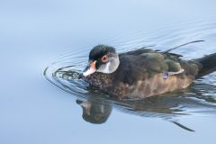 Young female Wood Duck. Canon EOS 5D Mark IV with TAMRON SP 150-600mm F/5-6.3 Di VC USD G2 A022, handheld, 1/500 sec., f/14, ISO 10000. Neary Lagoon, Santa Cruz, California.