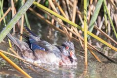 Juvenile Male Wood Duck. Canon EOS 5D Mark IV with TAMRON SP 150-600mm F/5-6.3 Di VC USD G2 A022, handheld, 1/4000 sec., f/6.3, ISO 8000. Neary Lagoon, Santa Cruz, California.