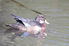 Young male Wood Duck. Canon EOS 5D Mark IV with TAMRON SP 150-600mm F/5-6.3 Di VC USD G2 A022, handheld, 1/4000 sec., f/7.1, ISO 10000. Neary Lagoon, Santa Cruz, California.