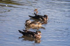 Two male and one female Wood Ducks. Canon EOS 5D Mark IV with TAMRON SP 150-600mm F/5-6.3 Di VC USD G2 A022, handheld, 1/4000 sec., f/5.6, ISO 1600. Neary Lagoon, Santa Cruz, California.