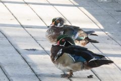 Adult and juvenile male Wood Ducks. Canon EOS 5D Mark IV with TAMRON SP 150-600mm F/5-6.3 Di VC USD G2 A022, handheld, 1/160 sec., f/40, ISO 12800. Neary Lagoon, Santa Cruz, California.