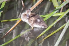 Juvenile Wood Duck pausing among the reeds. Canon EOS 5D Mark IV with TAMRON SP 150-600mm F/5-6.3 Di VC USD G2 A022, handheld, 1/4000 sec., f/7.1, ISO 6400. Neary Lagoon, Santa Cruz, California.