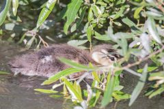 Juvenile Wood Duck foraging in the brush. Canon EOS 5D Mark IV with TAMRON SP 150-600mm F/5-6.3 Di VC USD G2 A022, handheld, 1/4000 sec., f/7.1, ISO 6400. Neary Lagoon, Santa Cruz, California.