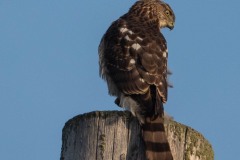 Cooper's Hawk