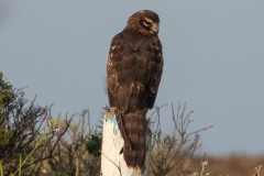 Female Northern Harrier